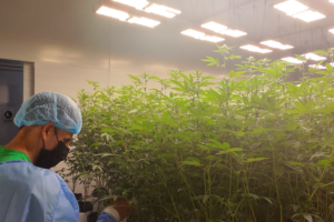 Colombian Sweet Leaves llegó al mercado alemán con flor seca