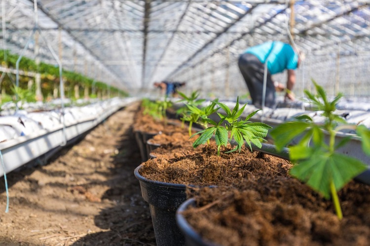 Colombia lanza plataforma de formación en industrias del cannabis y el cáñamo